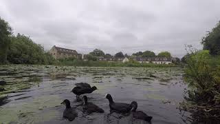 Ocean ducks Stroudwater canal [upl. by Gwenny]