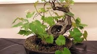 The Care of a Wine Grape Bonsai [upl. by Rockwood]