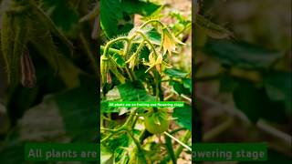 Tomato plants🍅 fruiting and flowering tamatarkikhetikaisekare agriculture farmer shorts reels [upl. by Lura]