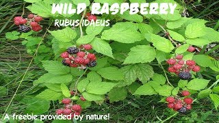 ⟹ WILD RASPBERRY  Rubus idaeus  Planted by the birds [upl. by Letnuhs]