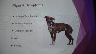 Canine Lymphoma [upl. by Lavern]