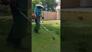 THIS IS VERY GREEN GRASS cuttinggrass lawncare weedeater satisfying brushcutter grasscutter [upl. by Audra]