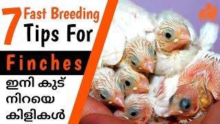 Finches 7 Fast Breeding Tips  Finches Birds Breeding Tips for Beginners Malayalam  MY PET PLANT [upl. by Ahseal556]