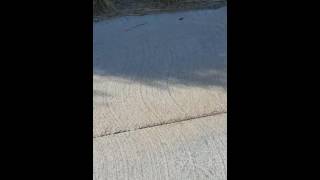 rattlesnake on golf course Las Vegas [upl. by Ahsirek440]