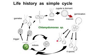 Zygotic meiosis  Isogamy  Anisogamy  Oogamy [upl. by Llyrehc5]