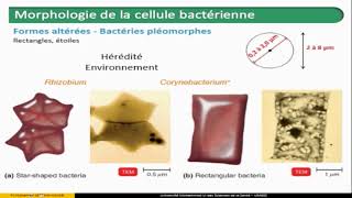 Introduction a la Bactériologie [upl. by Grimaldi]