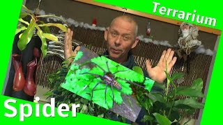 Ein ewiges oder zeitweise Terrarium für Pflanzen Teil 5 Spider und Samen [upl. by Kelvin]