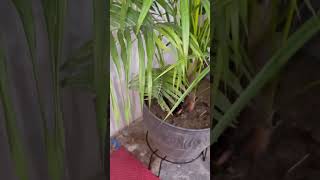 Areca palm care tips shortsmonsoon care of areca palm [upl. by Lered373]