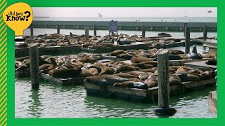 Did You Know Sea lions took over Pier 39 after the 1989 Loma Prieta earthquake [upl. by Ardnat]