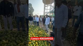 25November2024 2050 rupee kilo 820 rupee mann auction orange santraa mandi fruits farming [upl. by Ayekim]