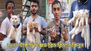 সস্তায় বিড়াল কিনুন মিরপুর হাট থেকে। Bangladesh Mirpur1 Cat Market [upl. by Ludovico75]