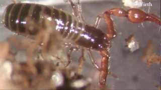 Pseudoscorpion breeding [upl. by Arabele]