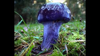 Australian FungiMushroom Identification southern VIC  July 2023 [upl. by Zelig302]