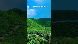 KANYAM ILAM nature travel viral shorts trending Ilam kanyam mountains [upl. by Gonzalo]