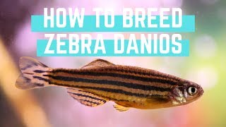 How to Easily Breed Zebra Danios [upl. by Balling]