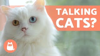 CAN CATS TALK 😸💬 Cats Making Human Sounds [upl. by Clements]