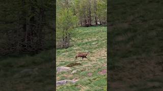 Upega anello Monte Bertrand e Colle delle Selle vecchie 🎬 4 via del Sale [upl. by Leirua204]