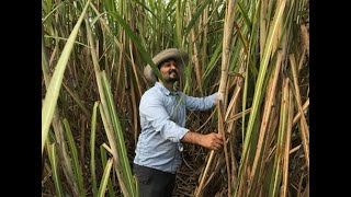 Multidisciplinary Research to Address Production Challenges in Sugarcane and Bioenergy Crops [upl. by Reinaldos]