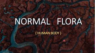 NORMAL FLORA Human Body [upl. by Danelle501]