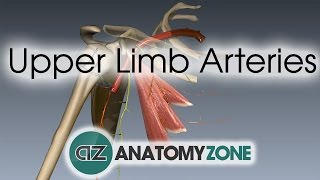 Upper Limb Arteries  Arm and Forearm  3D Anatomy Tutorial [upl. by Lobiv255]