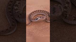 Dasypeltis the nonvenomous snake of Africa wildanimals snakes [upl. by Madella781]