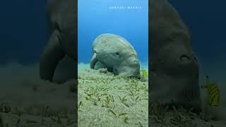 Under water video shortvideo underwater underwaterworld  the themarine aquarium [upl. by Garlaand72]