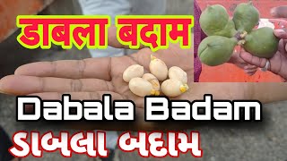 Dabala Badam  Baksho Badam  Sterculia Foetida Indian Wild Almond  Wild Almond JavaOlive [upl. by Penhall]