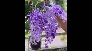 Petrea Plant പെട്രിയ പ്ലാൻ്റ്  Sandpaper Vines 💜💜💜💜💜 [upl. by Hannahoj]