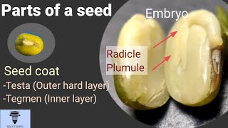 Parts of a seed 7th Std [upl. by Eilyac]