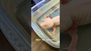 Axolotl The RealLife Superhero of the Animal Kingdom 🌟 [upl. by Anaek168]