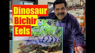 Monster Dinosaur Bichir Fish  Natural Aquarium Setup  Mayur Dev Aquascaper  Bichir Fish Care 4K [upl. by Rases]