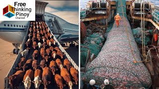 Ganito pala ilipat ang MARAMING BAKA Limpak Limpak na ISDA AT TAHONG HARVESTING [upl. by Veradia]