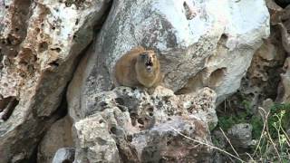 Hyrax Singing on a Rock [upl. by Goddart]