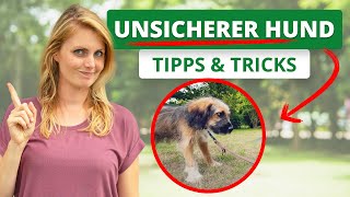 UNSICHEREN Hund zu mehr SELBSTVERTRAUEN führen  Tipps amp Tricks [upl. by Fem258]