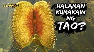 Halaman na Kumakain ng Tao sa Madagascar Kwento ng Puno na Kumakain ng Tao [upl. by Ahsimat]