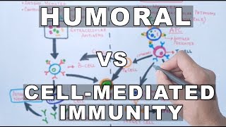 Humoral and Cell Mediated Immunity [upl. by Asilla]