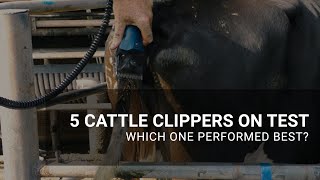 5 cattle clippers on test [upl. by Sumedocin262]