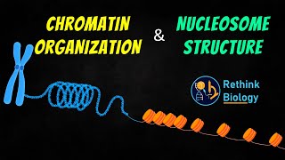 Chromatin Organization Animation  Nucleosome Structure [upl. by Bluh]