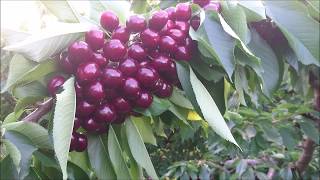 Lapins Cherries Harvest Season 2017 [upl. by Stagg134]