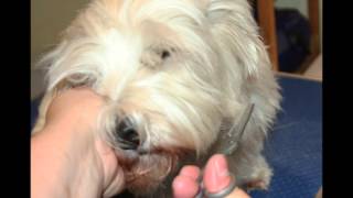 Hvordan Westie trimmes i Hundesalonen [upl. by Augy]