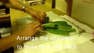 RBGE Herbarium Basic Plant Collecting and Pressing [upl. by Marcel]