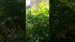 Sweetgum shrub in the garden 5 minute in the garden ASMR nature fallgarden [upl. by Eustatius]