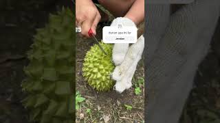 Durian Jatuh Dari Sarangnyatupaiking [upl. by Kerad]