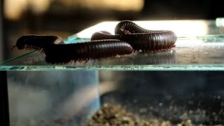 Setting up the Giant African Millipede Enclosure  A Guide [upl. by Pegg]