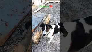 Dathora ❤️ doglover petlover labradorlover cute haryanvimusic song training love trending [upl. by Pepito]