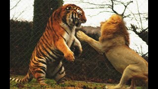 Tiger VS Lion  Tigress defeats African male lion！The tiger is the real king of beasts！ [upl. by Sanoy581]