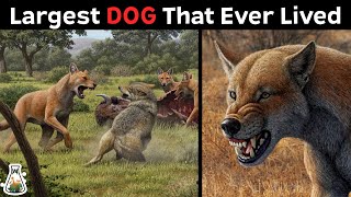 The Biggest DOG That Ever Roamed The Earth [upl. by Schaffer565]