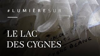 Lumière sur  Les costumes du Lac des cygnes shorts ParisOpera ballet tutu [upl. by Fauver301]