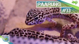 PAARUNG DER GECKOS 33 GeckoTagebuchFHD [upl. by Annayram]