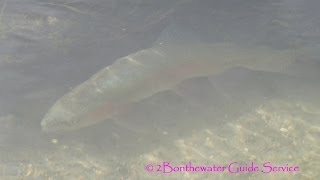 Big Spring Creek  Fly Fishing Pennsylvanias Cumberland Valley  Big Rainbow Trout [upl. by Htidirem]